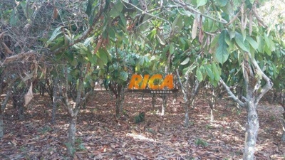 Chácara, 1 quarto, 4 hectares - Foto 4