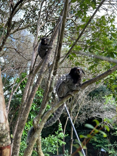 Chácara, 2 quartos, 1000 m² - Foto 5