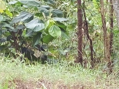 Terreno, 1562 m² - Foto 3