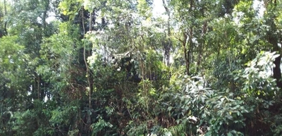 Terreno, 1562 m² - Foto 4