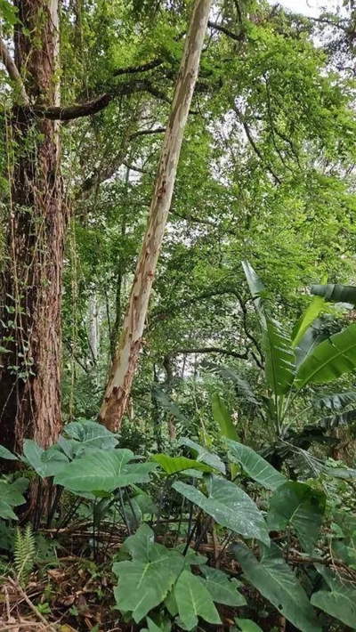 Loteamento e Condomínio, 1448 m² - Foto 3