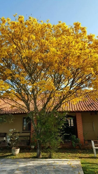 Chácara, 4 quartos, 5000 m² - Foto 3