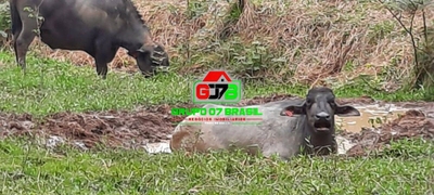 Terreno, 605 m² - Foto 4