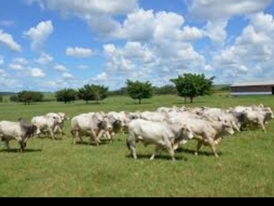 Fazenda, 4250 m² - Foto 5