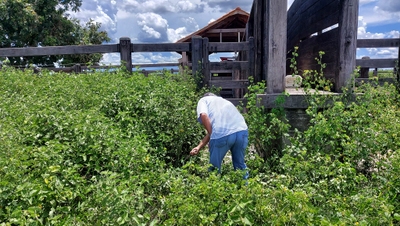 Fazenda-Sítio-Chácara, 7665 m² - Foto 5