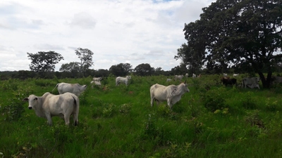 Fazenda-Sítio-Chácara, 397 m² - Foto 3