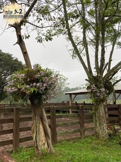 Fazenda, 433 hectares - Foto 2