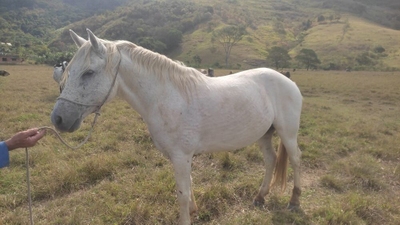Fazenda-Sítio-Chácara, 10 m² - Foto 3