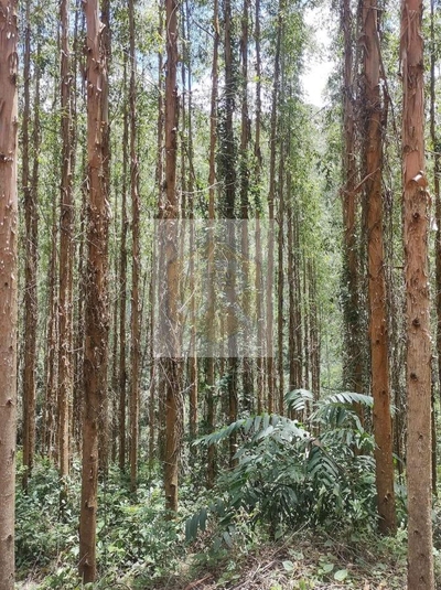 Fazenda-Sítio-Chácara, 620 m² - Foto 2