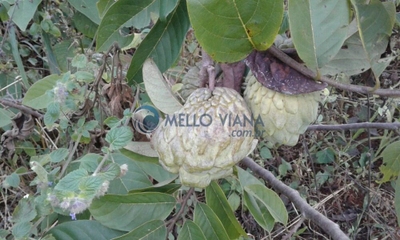 Sítio, 2 quartos, 25 m² - Foto 2