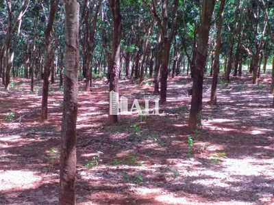 Fazenda-Sítio-Chácara, 73 hectares - Foto 3