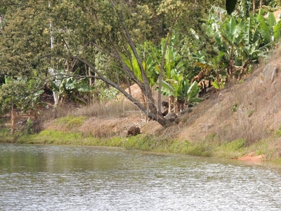 Sítio, 11 hectares - Foto 2