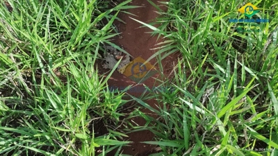 Chácara, 1 quarto - Foto 3