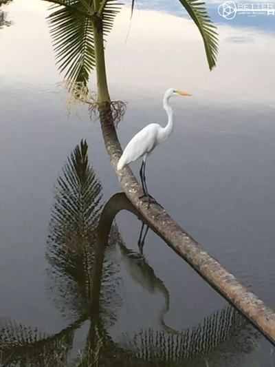 Casa, 4 quartos - Foto 1