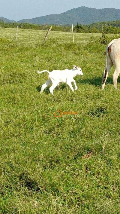 Fazenda-Sítio-Chácara, 266 hectares - Foto 3