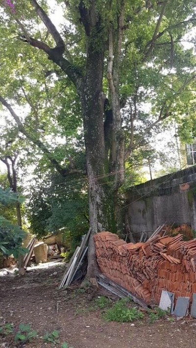 Terreno, 2300 m² - Foto 3