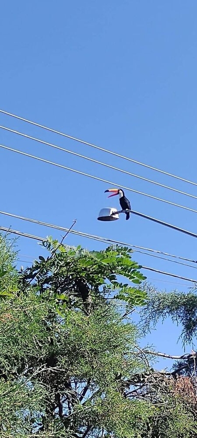 Chácara, 2 quartos, 1100 m² - Foto 3