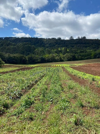 Sítio, 6 hectares - Foto 5