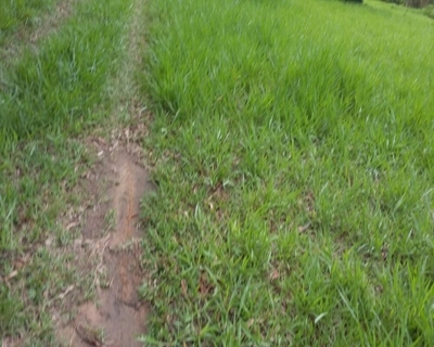 Terreno, 5300 m² - Foto 4