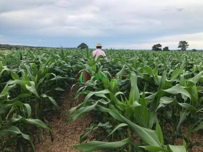 Terreno, 1 hectares - Foto 1