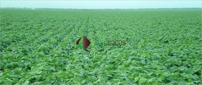 Terreno, 2 hectares - Foto 4