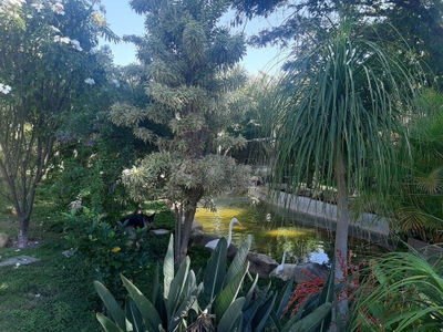 Chácara, 4 quartos, 5000 m² - Foto 4