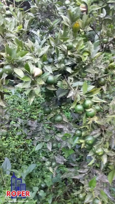 Chácara, 1 quarto, 2348 m² - Foto 4