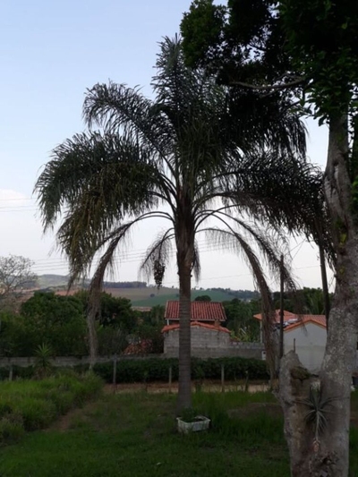 Chácara, 3 quartos, 3000 m² - Foto 4