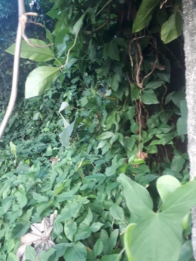 Terreno, 450 m² - Foto 2