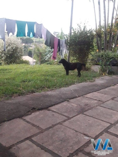 Chácara, 3 quartos, 1 hectares - Foto 4