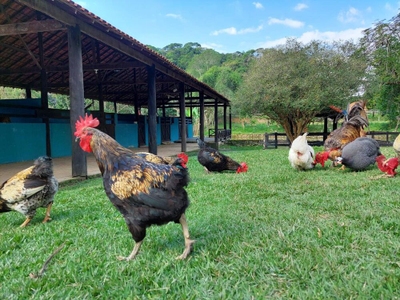 Sítio, 10 quartos, 3 hectares - Foto 1