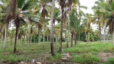 Sítio, 2 quartos, 1 hectares - Foto 3