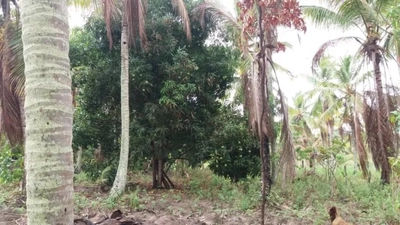 Sítio, 2 quartos, 1 hectares - Foto 2