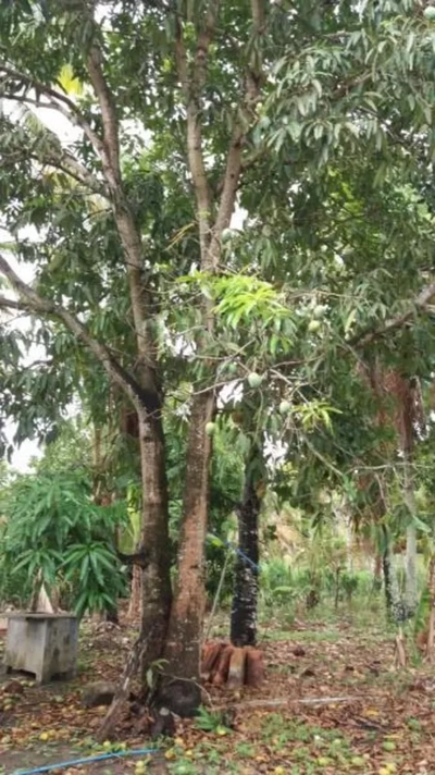 Sítio, 2 quartos, 1 hectares - Foto 4