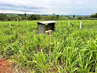 Chácara, 4 hectares - Foto 3