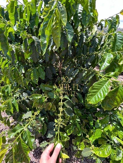 Fazenda-Sítio-Chácara, 320 hectares - Foto 4