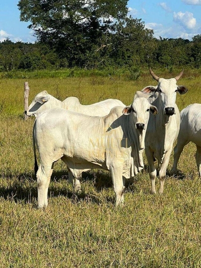 Fazenda-Sítio-Chácara, 5338 hectares - Foto 3