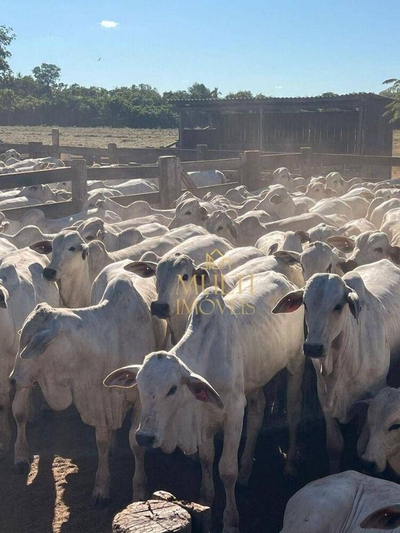 Fazenda-Sítio-Chácara, 5338 hectares - Foto 2