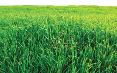 Fazenda, 218 hectares - Foto 2