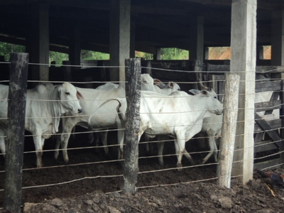 Fazenda, 97 hectares - Foto 1