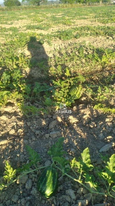 Terreno, 100 hectares - Foto 4