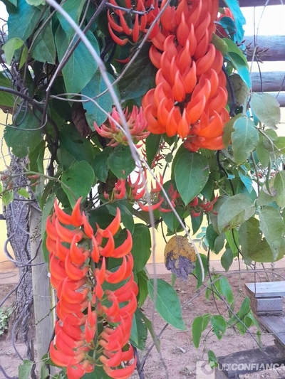 Chácara, 3 quartos - Foto 3