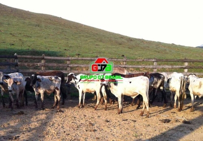 Fazenda, 255 m² - Foto 2