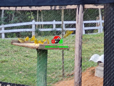 Terreno, 5 hectares - Foto 3