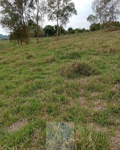 Sítio, 2 quartos, 150000 m² - Foto 5