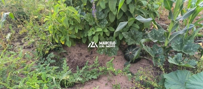 Sítio, 3 quartos, 10000 m² - Foto 5