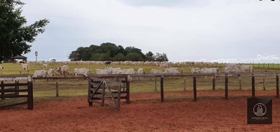 Fazenda-Sítio-Chácara, 324 hectares - Foto 5