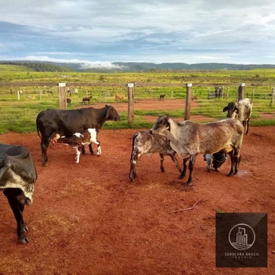 Fazenda-Sítio-Chácara, 4356 hectares - Foto 4