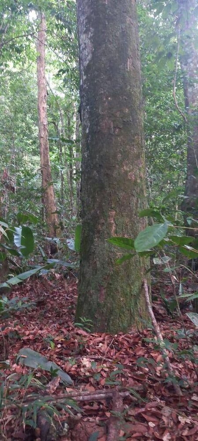 Fazenda-Sítio-Chácara, 20000 hectares - Foto 4