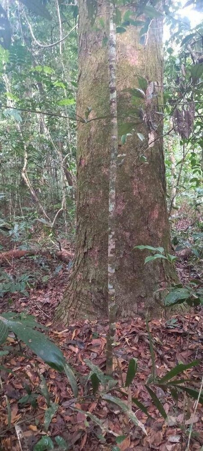 Fazenda-Sítio-Chácara, 20000 hectares - Foto 1